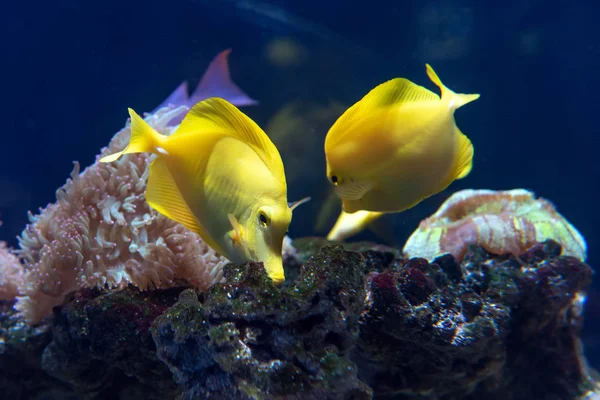 Gelber Tang Mit Korallenriff Zebrasoma Flavescens Aquarium — Stockfoto