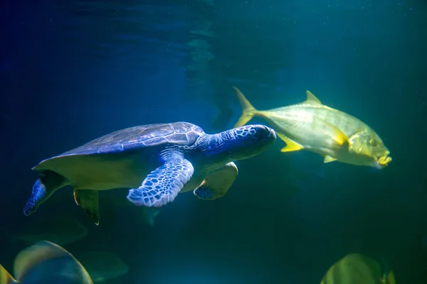 Tartaruga Mar Verde Nadando Mar — Fotografia de Stock