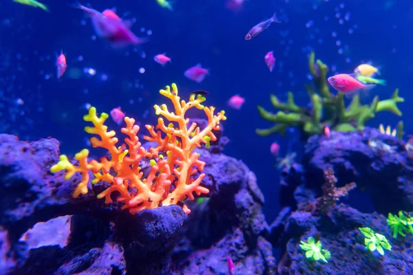 Mundo Subaquático Peixes Aquário Luz Néon — Fotografia de Stock