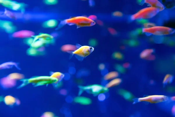 Onderwater Wereld Vis Aquarium Veel Kleine Vis — Stockfoto