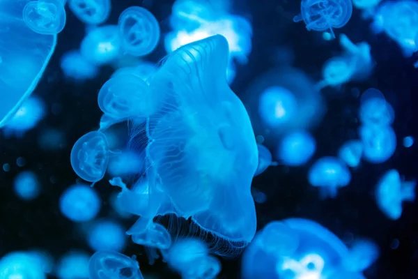 Aurelia Aurita Μέδουσες Χρωματιστό Ημιδιαφανές Χρώμα Και Σκούρο Φόντο — Φωτογραφία Αρχείου