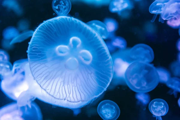 Aurelia Jellyfish Uszata Kolorze Półprzezroczystym Kolorem Ciemne Tło — Zdjęcie stockowe