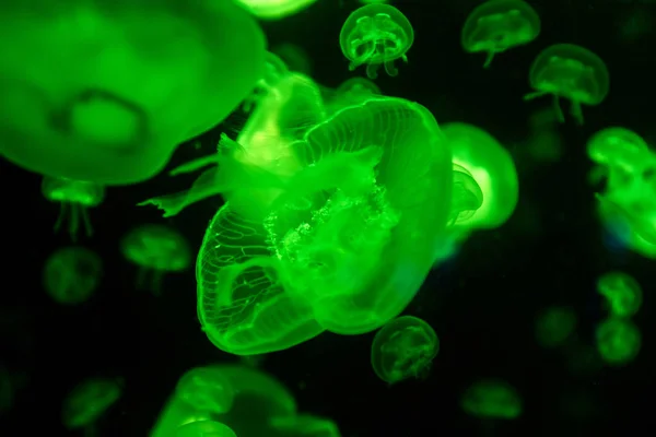 Aurelia Jellyfish Aurita Colored Translucent Color Dark Background — Stock Photo, Image