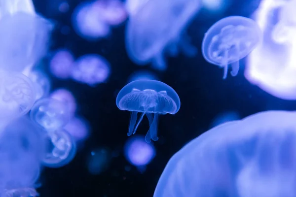 Aurelia Jellyfish Aurita Colored Translucent Color Dark Background — Stock Photo, Image