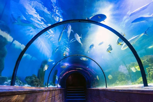 Beau Tunnel Sous Marin Dans Océanarium — Photo