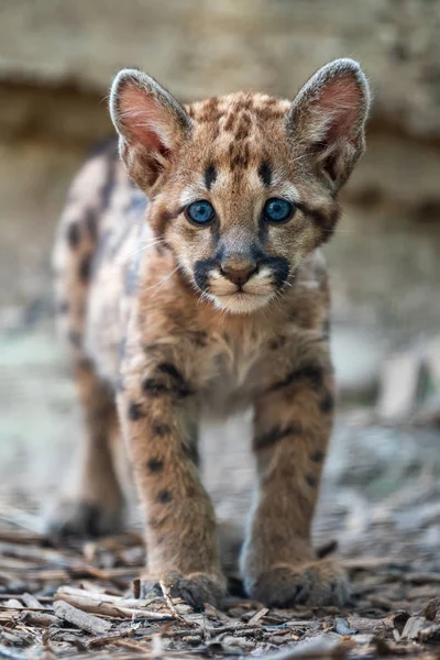 Portré Baba Cougar Hegyi Oroszlán Vagy Puma — Stock Fotó