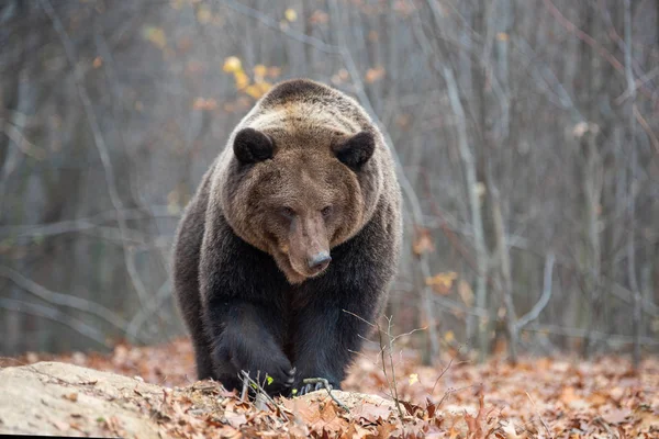 Close Big Brown Bear Autumn Forest — Stock Photo, Image