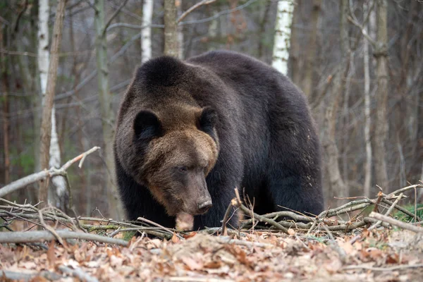Close Grande Urso Marrom Floresta Outono — Fotografia de Stock