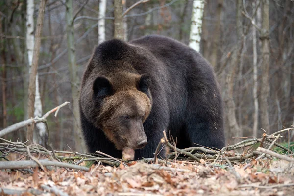 Close Big Brown Bear Autumn Forest — Stock Photo, Image