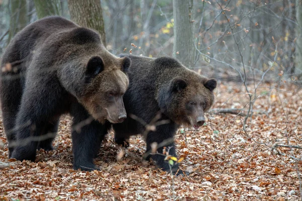 Close Grande Urso Marrom Floresta Outono — Fotografia de Stock