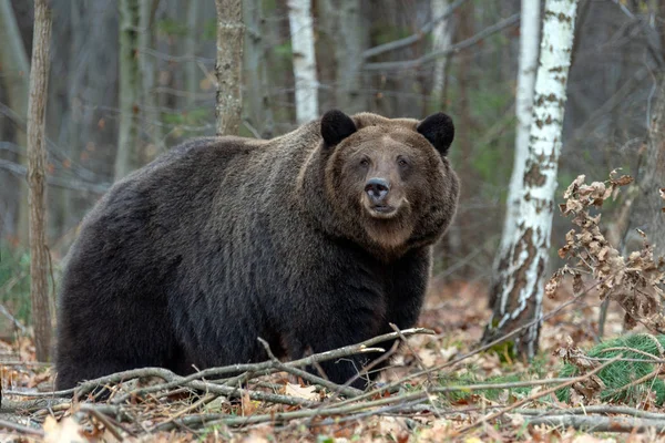 Bliska Wielki Niedźwiedź Lesie Jesienią — Zdjęcie stockowe