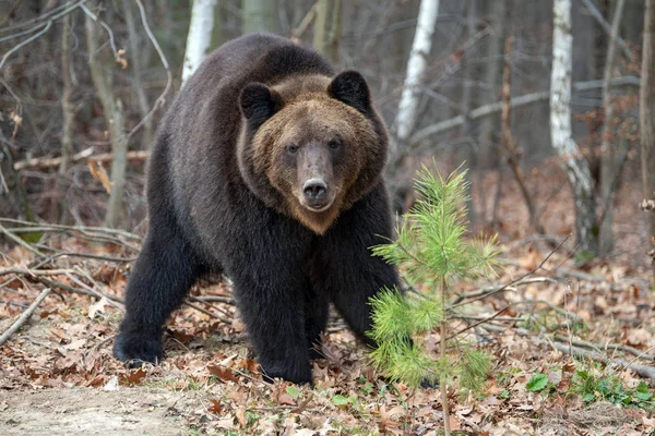 Закрыть Большой Бурый Медведь Осеннем Лесу — стоковое фото