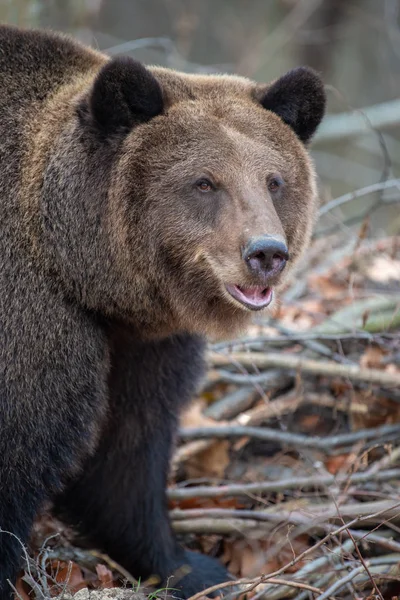 Portret Wielki Niedźwiedź Lesie Jesienią Bliska — Zdjęcie stockowe