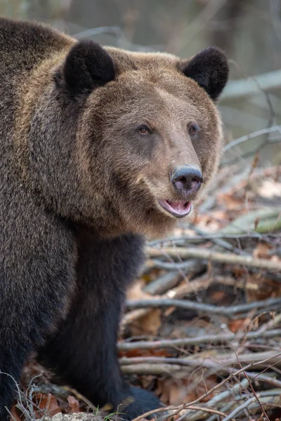 Großaufnahme Porträt Großer Braunbär Herbstwald — Stockfoto