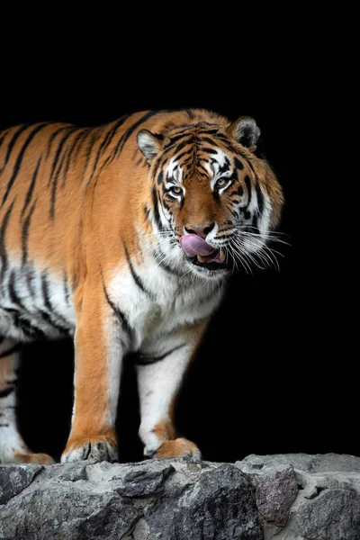 Hermoso Retrato Tigre Sobre Fondo Negro — Foto de Stock