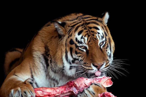 Close tiger eating meat on black background