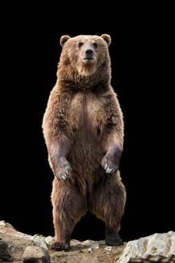 Kahverengi siyah arka plan üzerine onun arka ayakları üzerinde duran ayı (Ursus arctos)