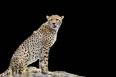 Vahşi Afrika cheetah siyah arka plan üzerine