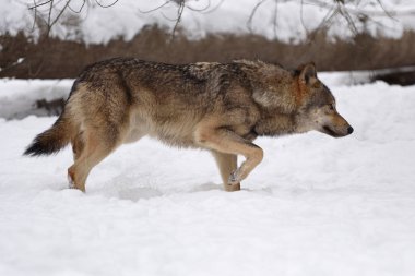Kış ormanda kereste kurt avcılık