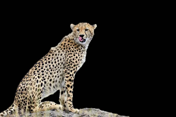 Wilde Afrikaanse Cheetah Zwarte Achtergrond — Stockfoto