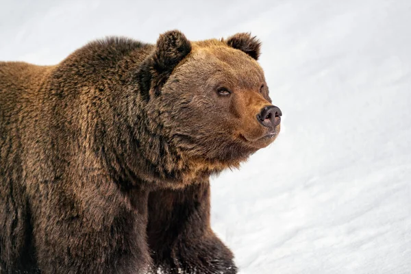 Close Wild Big Brown Bear Winter Forest — Stock Photo, Image