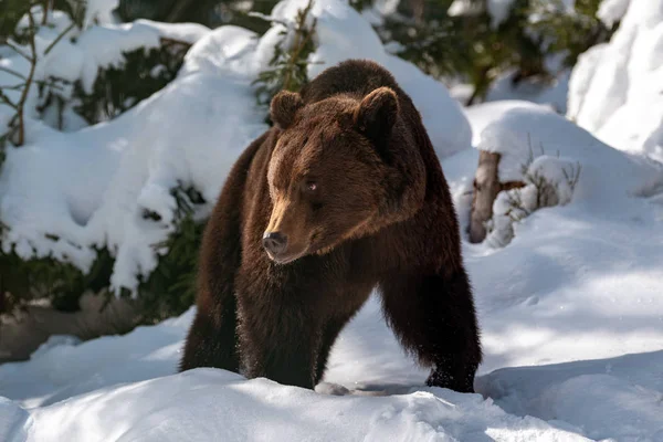 Chiudere Selvaggio Grande Orso Bruno Nella Foresta Invernale — Foto Stock