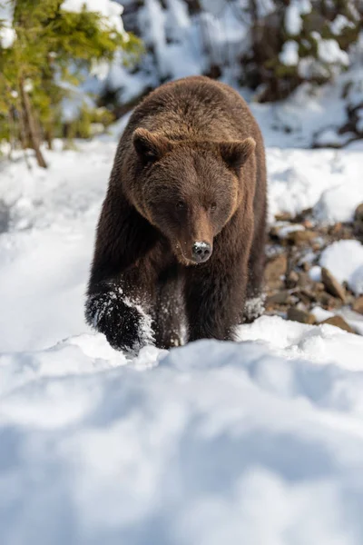 Close Wild Big Brown Bear Winter Forest — Stock Photo, Image