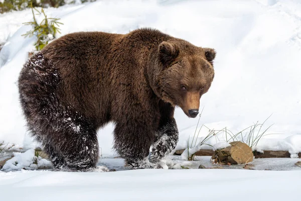 Fechar Selvagem Grande Urso Marrom Floresta Inverno — Fotografia de Stock