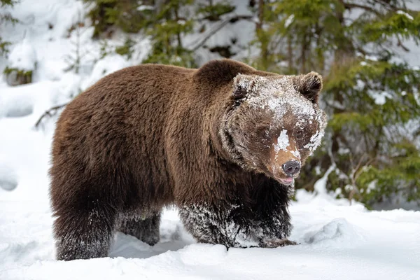 Fechar Selvagem Grande Urso Marrom Floresta Inverno — Fotografia de Stock