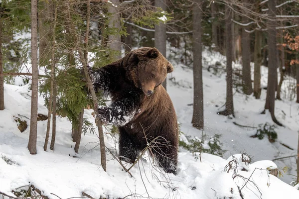 Fermer Grand Ours Brun Sauvage Dans Forêt Hiver — Photo