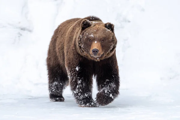 Zamknąć Dzikiego Wielki Niedźwiedź Brunatny Zimowym Lesie — Zdjęcie stockowe