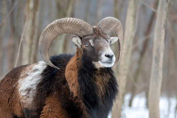 Retrato Inverno Grande Animal Mouflon Mouflon Ovis Orientalis Animal Com — Fotografia de Stock