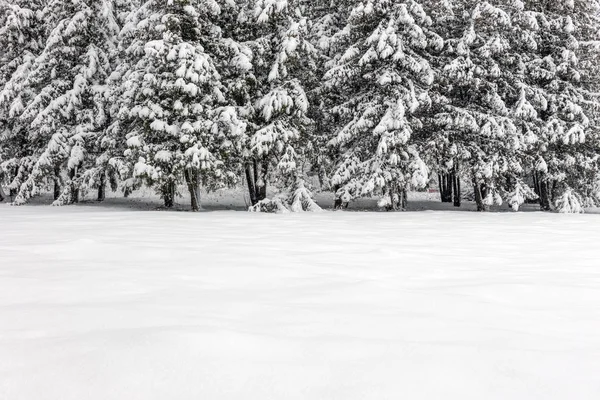 Winter Park Med Många Snö Dyster Dag — Stockfoto