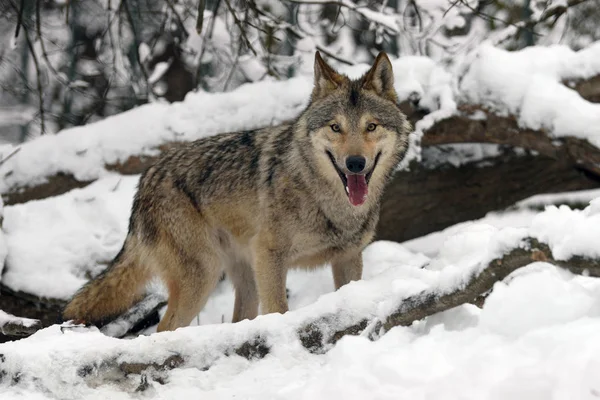 冬の森で材木オオカミ狩猟 — ストック写真