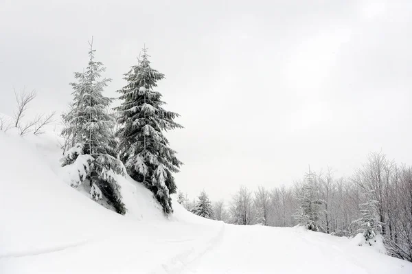 Paisagem Inverno Com Muitas Árvores Cobertas Neve — Fotografia de Stock