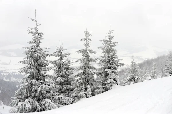 Pejzaż Zimowy Wielu Drzew Pokryte Śniegiem — Zdjęcie stockowe