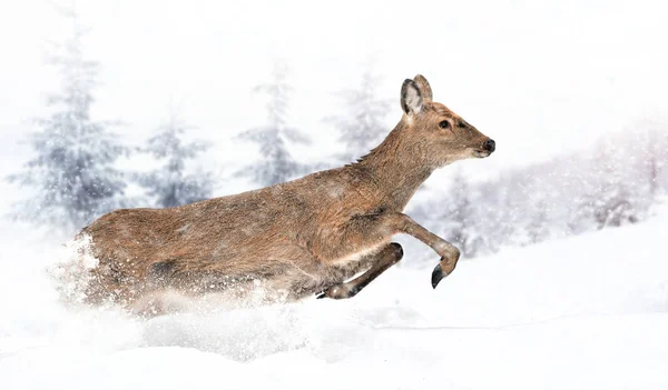 Nära Unga Rådjur Naturen Vintertid — Stockfoto
