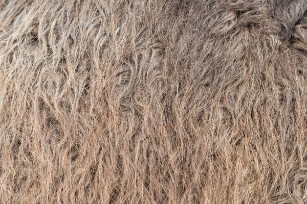 骆驼毛皮背景纹理图像背景 — 图库照片