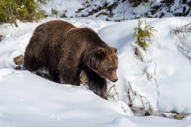 Vahşi büyük boz ayı kış ormandaki kapatın