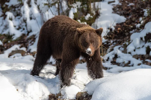 Zárja Vadon Élő Nagy Barna Medve Téli Erdőben — Stock Fotó