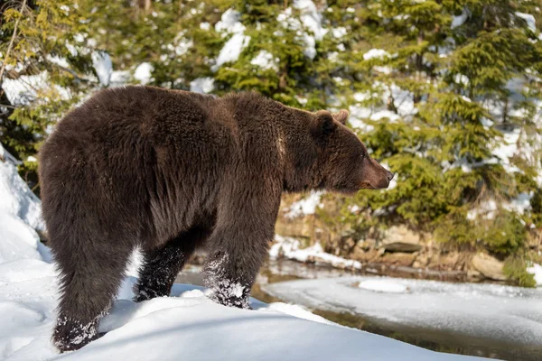 Sluiten Wilde Grote Bruine Beer Winter Forest — Stockfoto