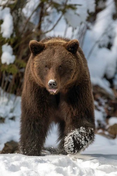 Chiudere Selvaggio Grande Orso Bruno Nella Foresta Invernale — Foto Stock