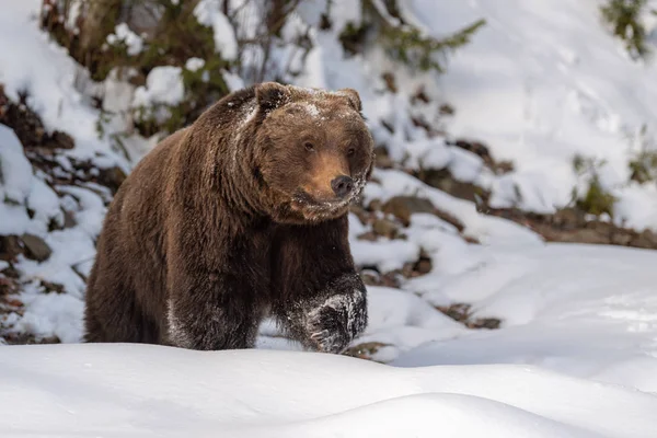 Fechar Selvagem Grande Urso Marrom Floresta Inverno — Fotografia de Stock