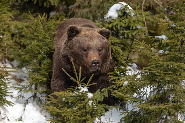 Chiudere Selvaggio Grande Orso Bruno Nella Foresta Invernale — Foto Stock