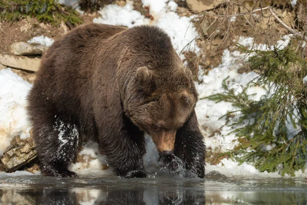 Fermer Grand Ours Brun Sauvage Dans Forêt Hiver — Photo