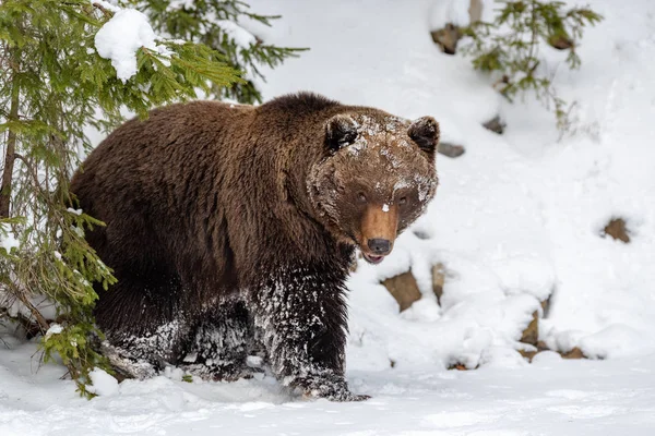 Close Wild Big Brown Bear Winter Forest — Stock Photo, Image