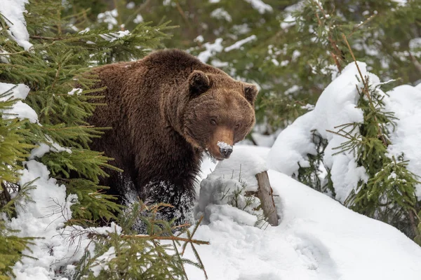 Cerrar Oso Pardo Grande Salvaje Bosque Invierno —  Fotos de Stock