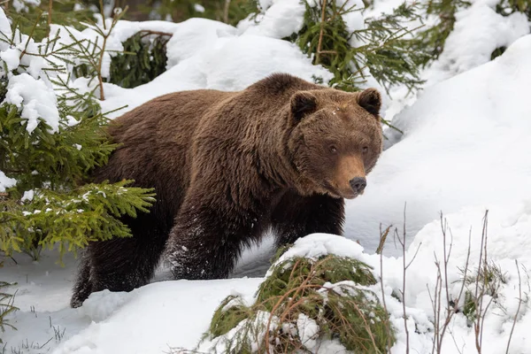 Κλείστε Άγρια Μεγάλη Καφέ Αρκούδα Στο Δάσος Του Χειμώνα — Φωτογραφία Αρχείου