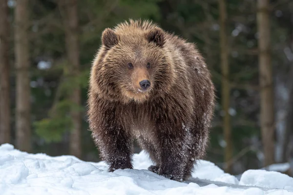 Oso Pardo Salvaje Cachorro Primer Plano Bosque Invierno —  Fotos de Stock