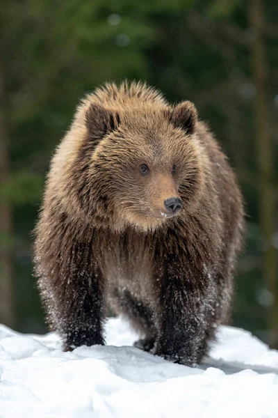 Wild Brown Bear Cub Closeup Winter Forest — Stock Photo, Image